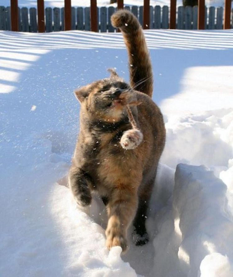 Животные радуются снегу