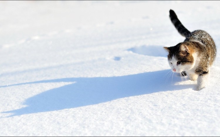 Кошачьи следы на снегу