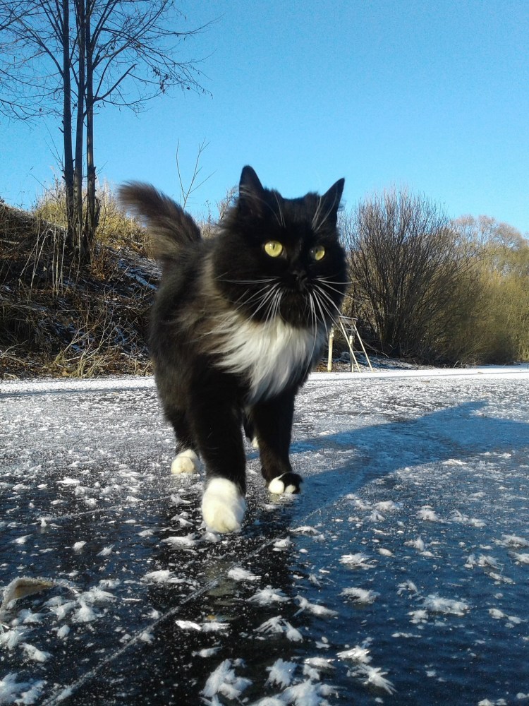 Кошка на льду