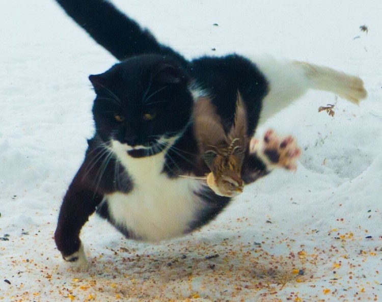 Кошка поймала птицу