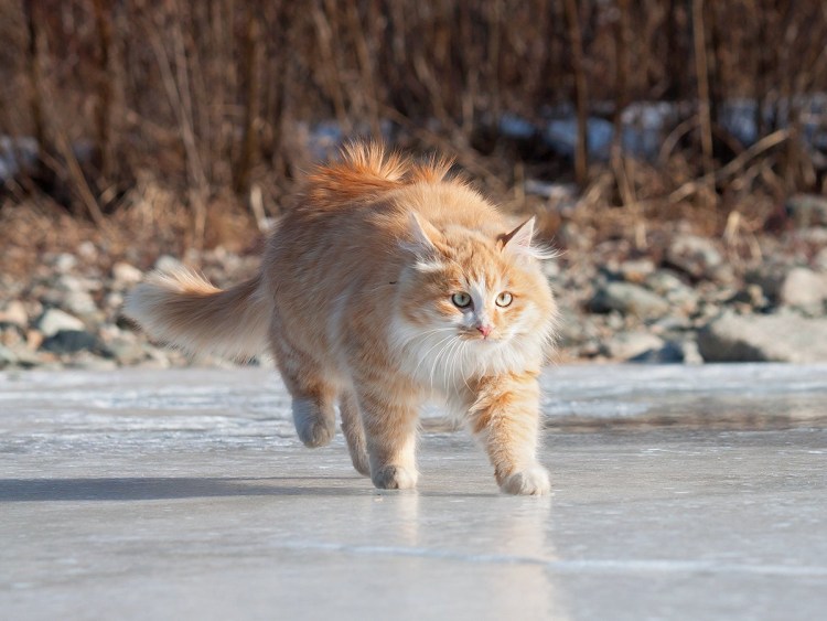Рыжий кот на льду