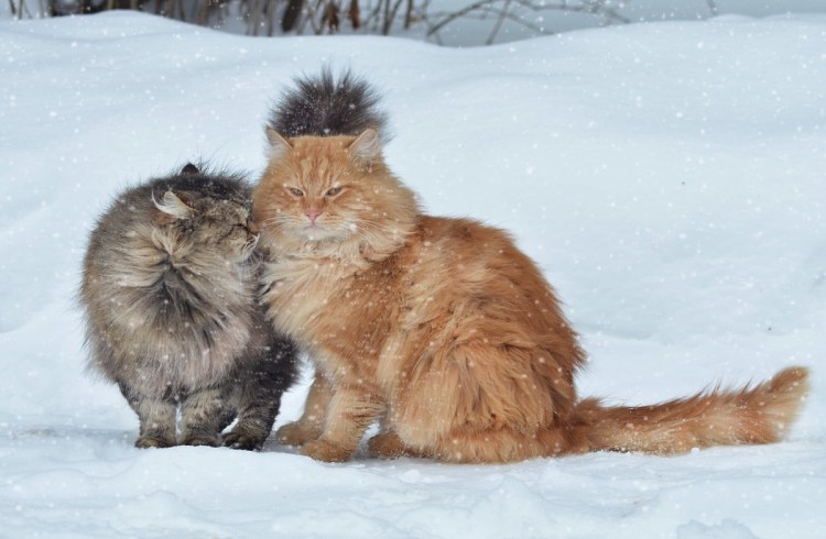 Рыжий пушистый кот зимой