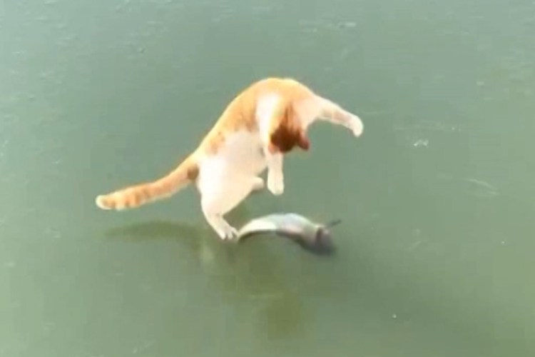 Коты и рыба во льду