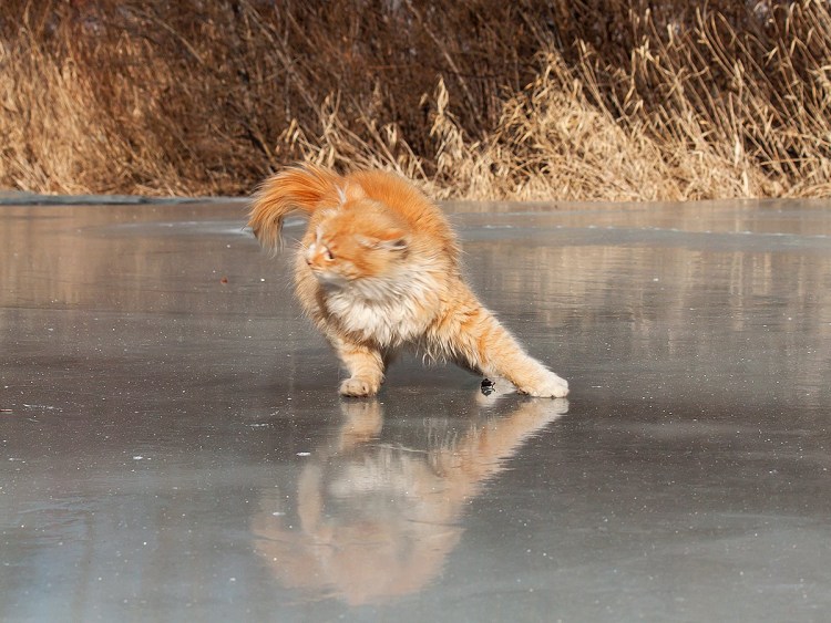 Кот скользит на льду
