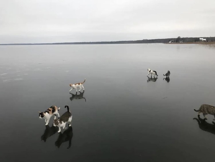 Кот на пасторском озере