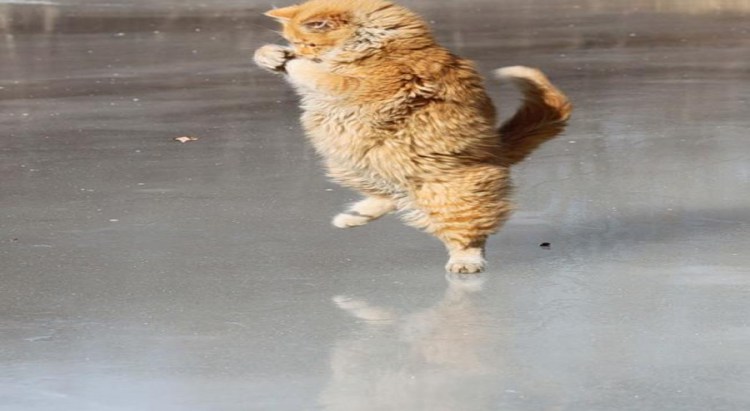 Котик на льду