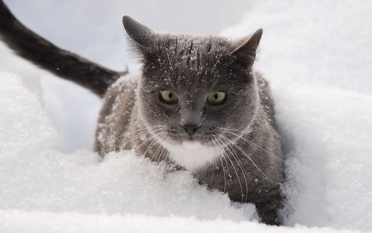 Снежный кот