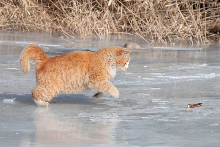 Котик на льду