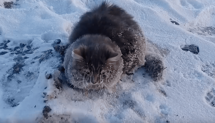 Замерзшие животные в Якутии