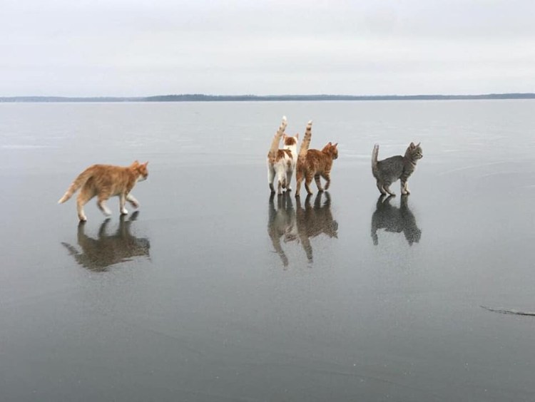 Коты на льду