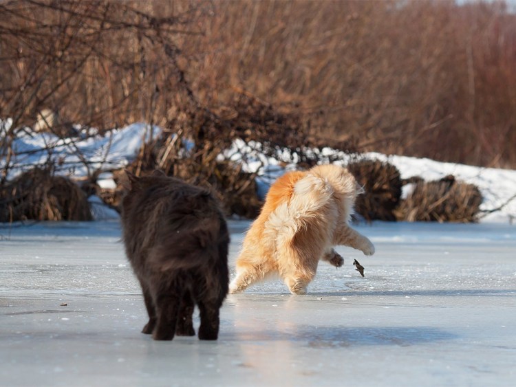 Скользко животные