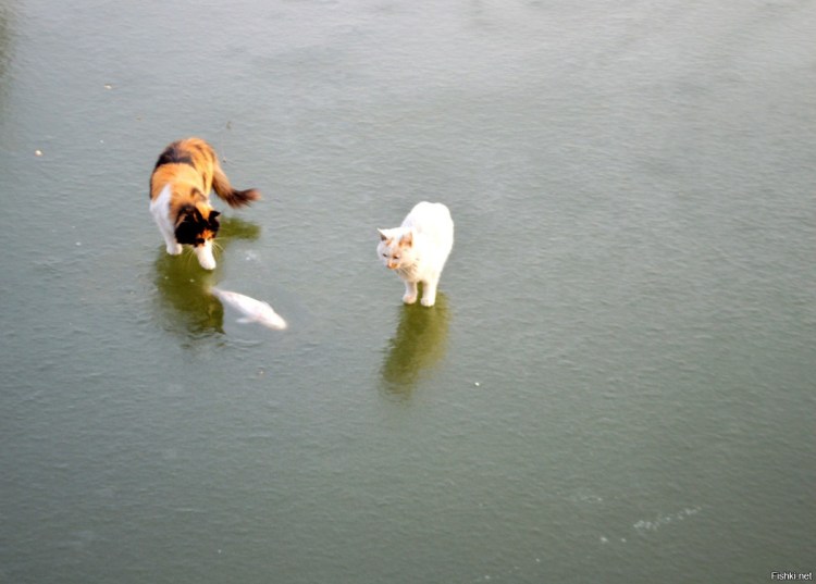 Коты и рыба во льду