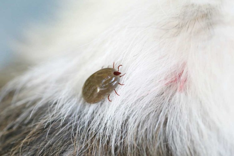 Черные пятна на коже у собаки