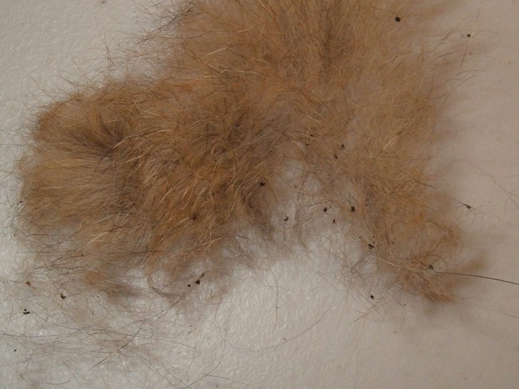 Dog's Stomach illustration