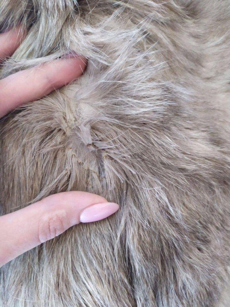 Шерсть кошки