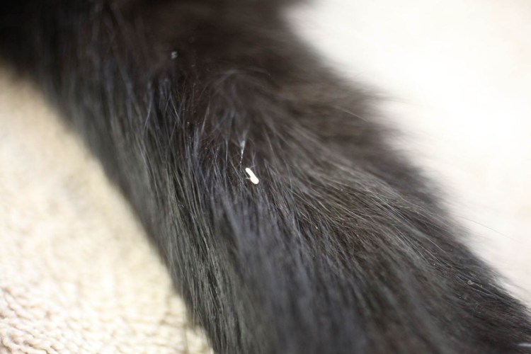 У животных собака власоеды