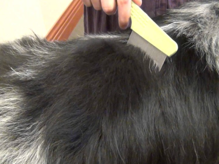 Круглые черви нематоды у кошки