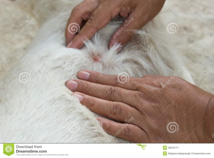 Очищение параанальных желез у собаки