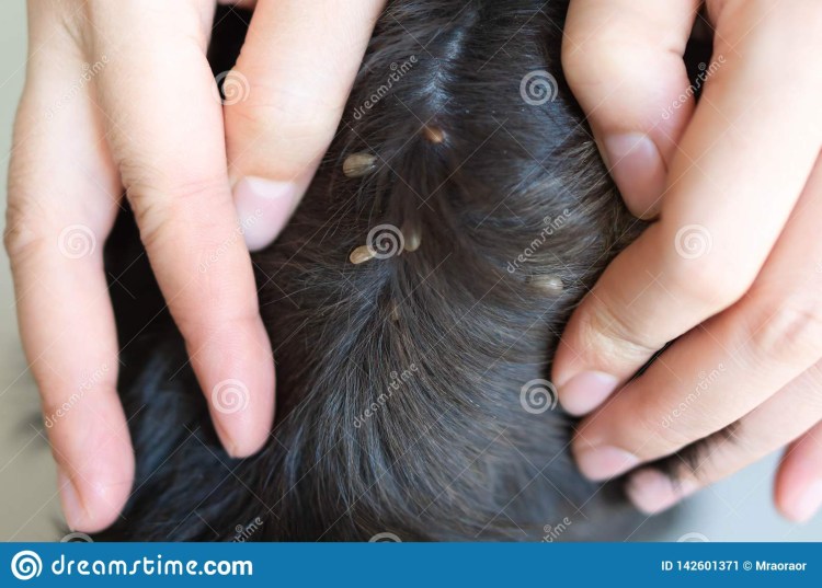 Чесрточный клещей у собак