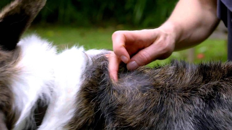 Картинка рисованная обработки собаки от глистов