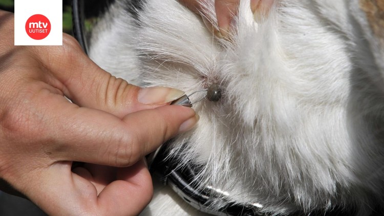 Таблетка от клещей власоедов и блох для собак