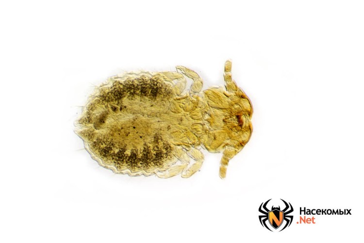 Власоеды на шерсти кошек