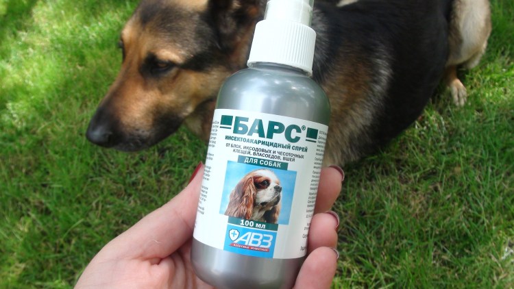 Яйца блох на шерсти кота