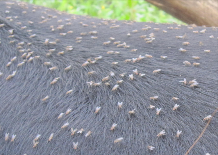 Хейлетиеллез (отрубевидная чесотка)