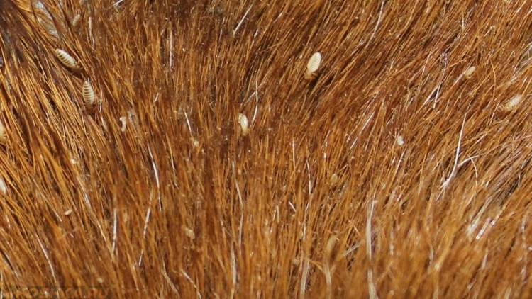 Малассезионный дерматит