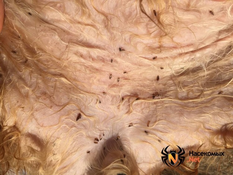 Пироплазмоз или бабезиоз