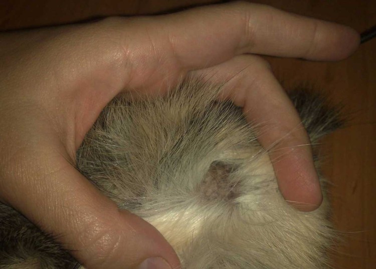 Глистная инвазия у собак