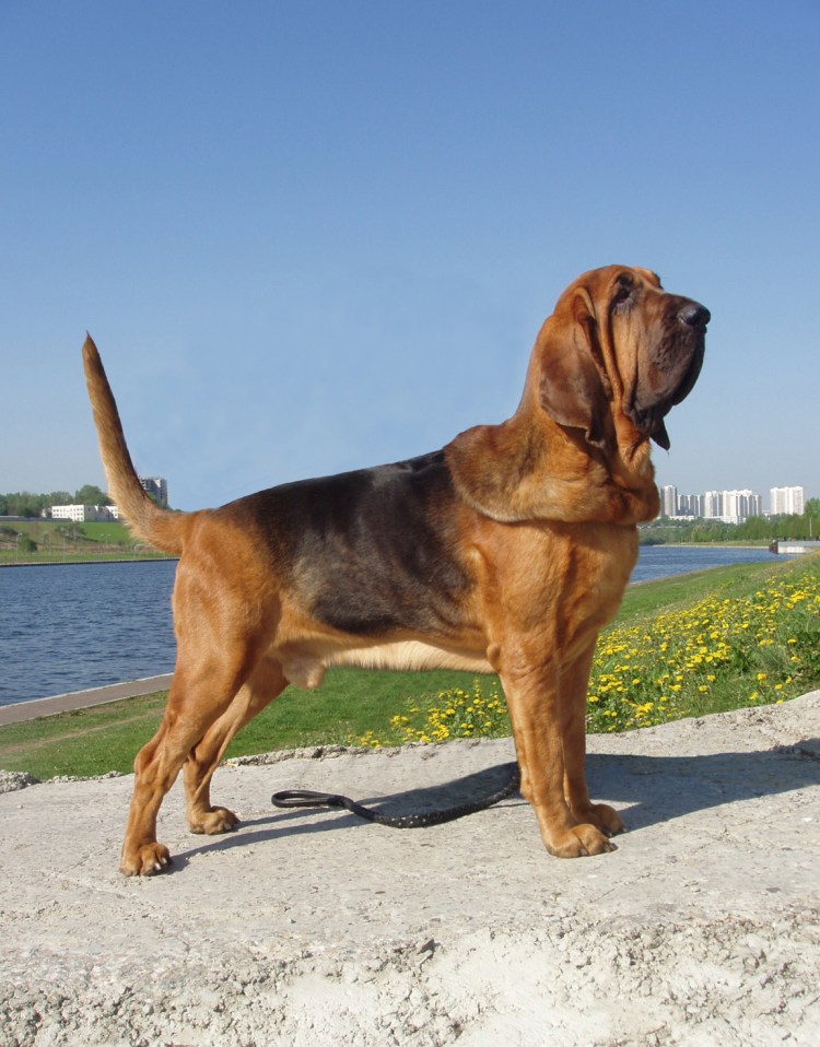 Бладхаунд (гончая)