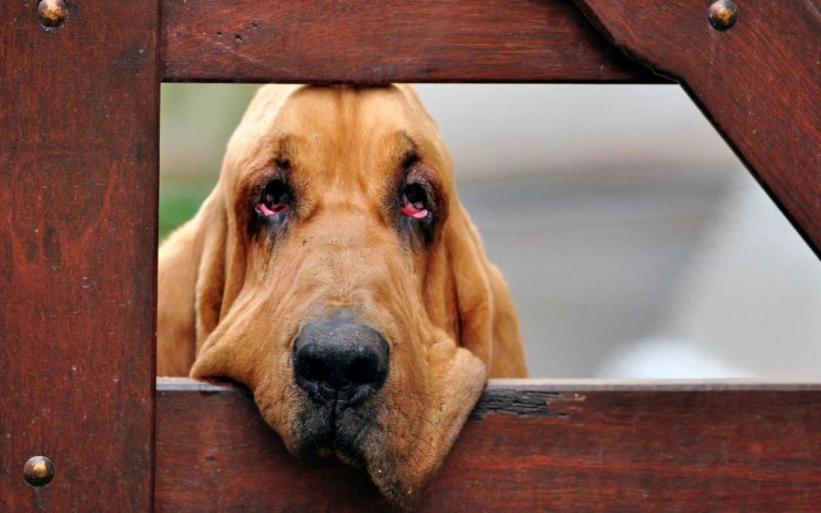 Артём Осипов Мухтар новый след