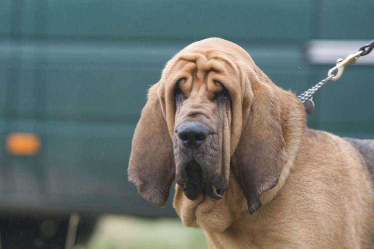 Бладхаунд (гончая)