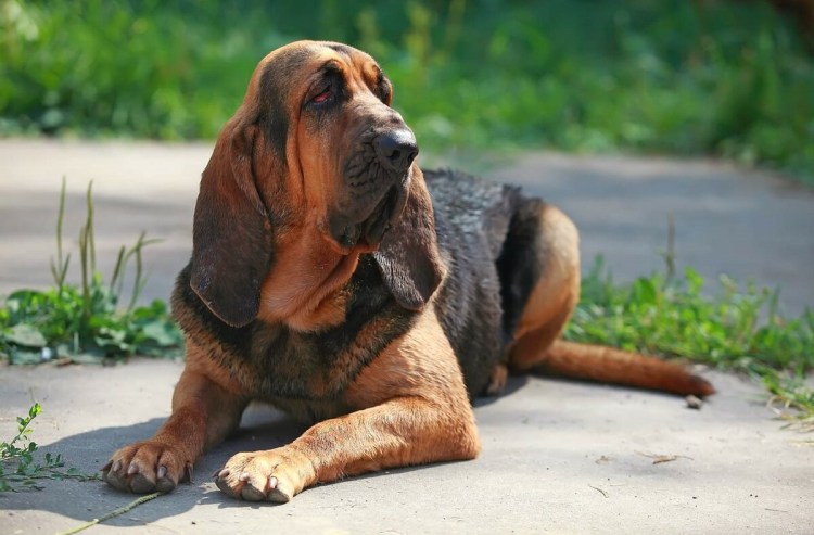 Порода собак бладхаунд