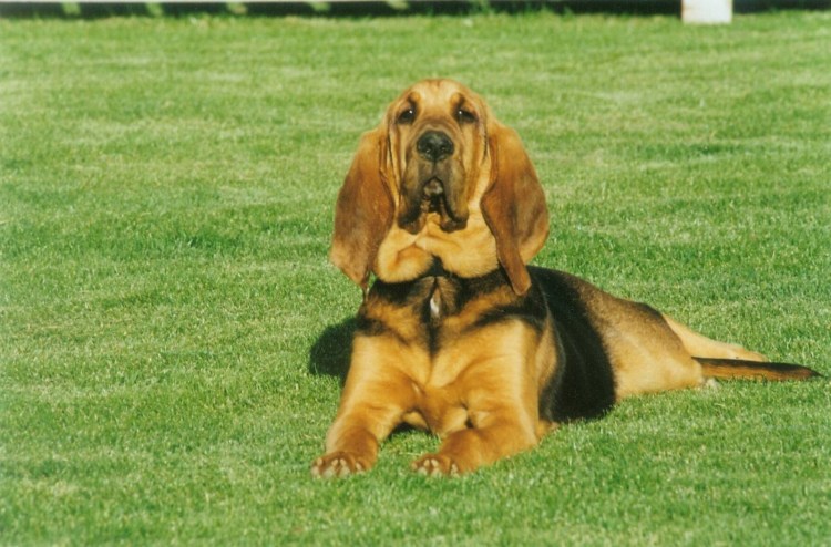 Бельгийский бладхаунд