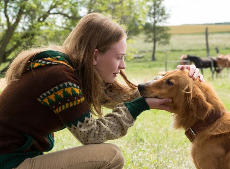 Ищейка бладхаунд (гончая)