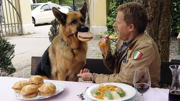 Бладхаунд щенок