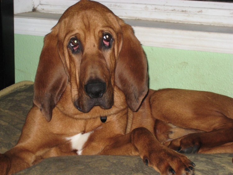 Бладхаунд собака Безрукова