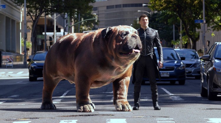 Бассет хаунд