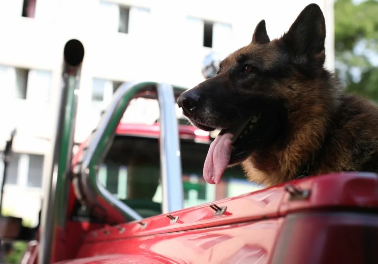 Граф Шутц Хунд и Никита Панфилов