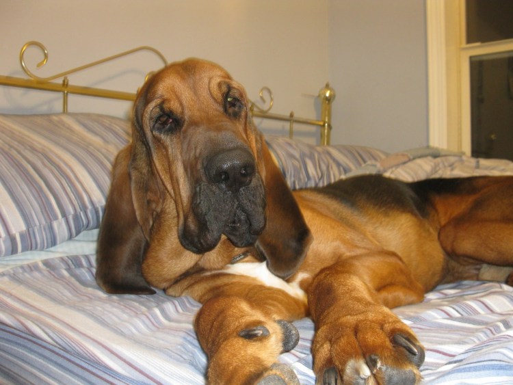 Стивен Кинг собака Куджо