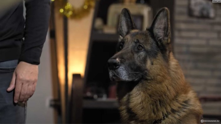 Дорога домой фильм 1993