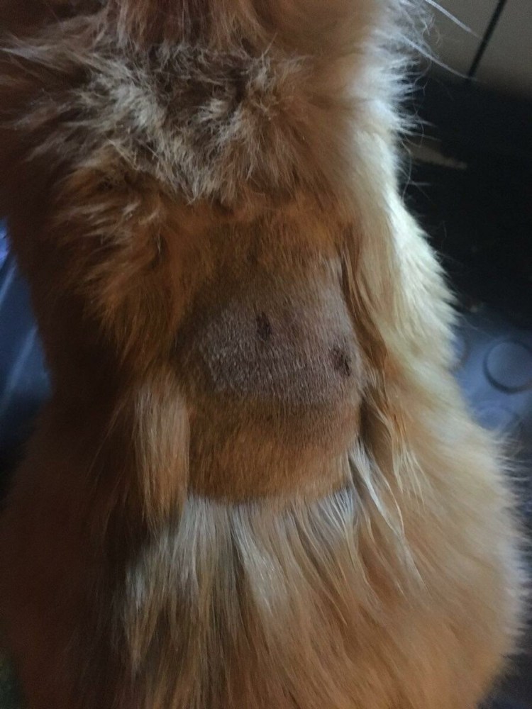 Хвост котенка