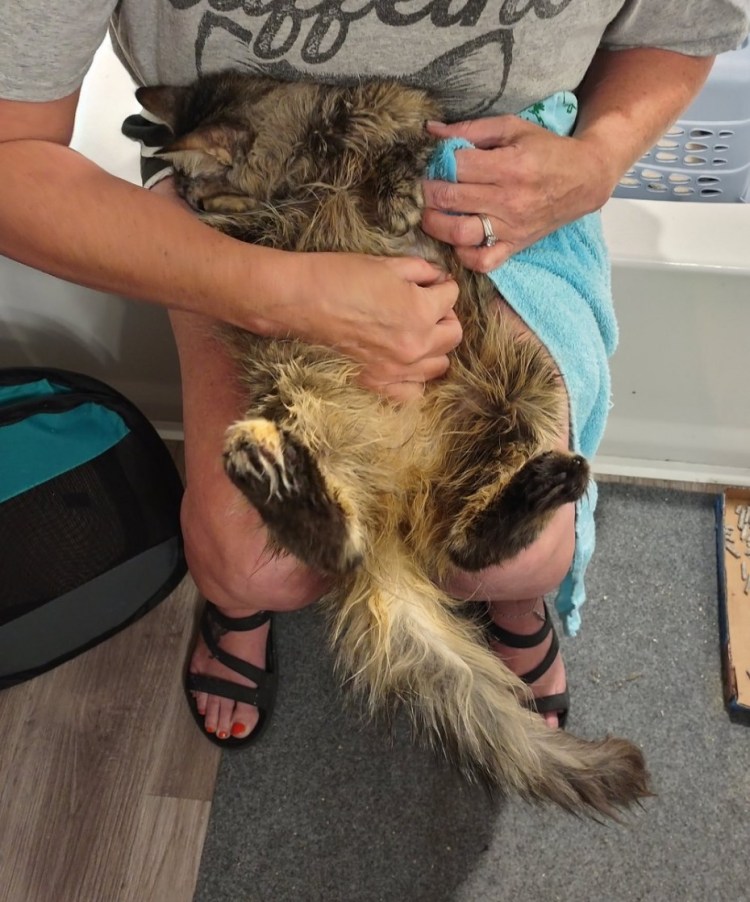 Воспаление параанальных желез у кошки