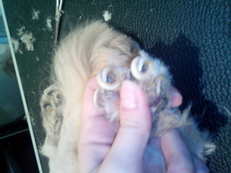 Новообразования у кошек