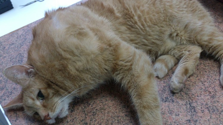 Соски беременной кошки