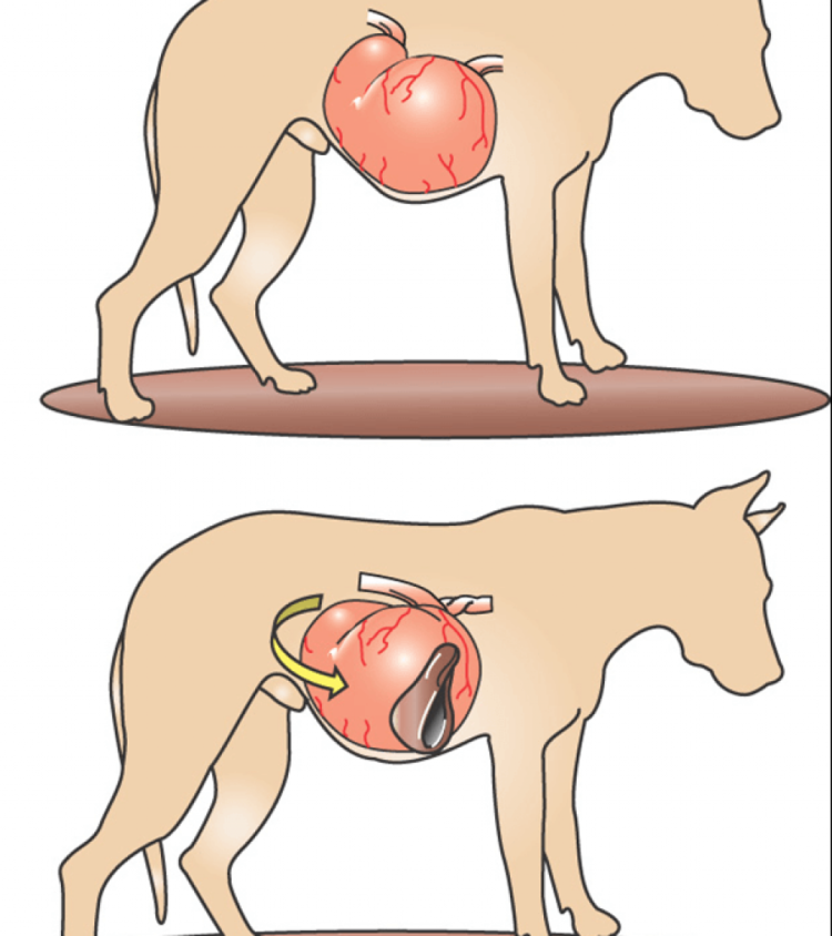 Натоптыши у морской свинки фото