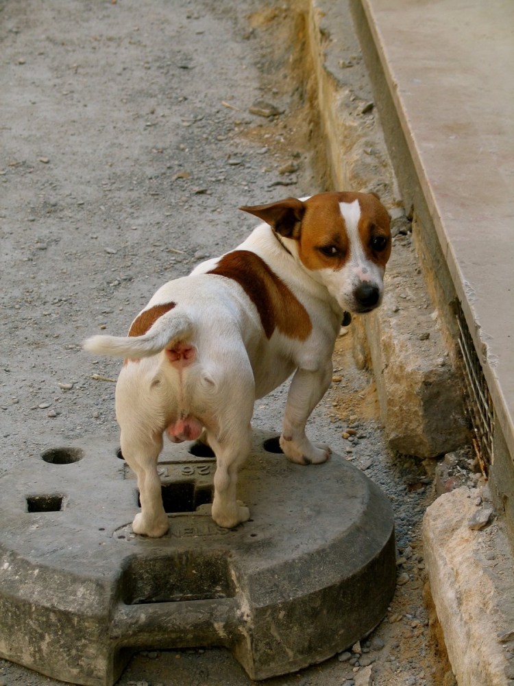 Лишай у котов нв хыосте