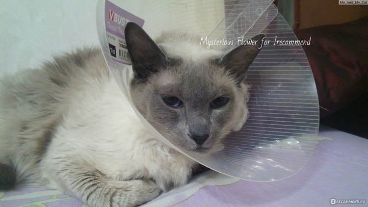 Черная шишка на коже у кота